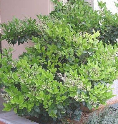 Diccionario Nelamoxtli Sueos Premonitorios Como Hablar Con Un Familiar Fallecido En Los Sueos